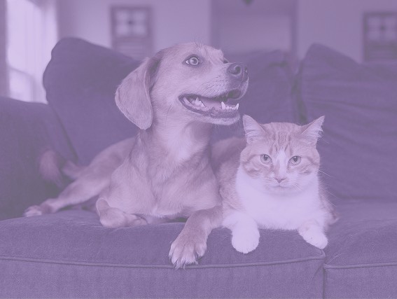 A dog and a cat lying on a couch together