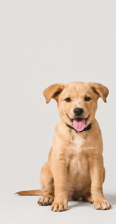 A puppy sitting